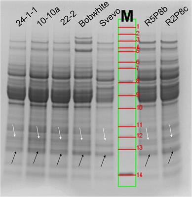 Absolute and relative quantitation of amylase/trypsin-inhibitors by LC-MS/MS from wheat lines obtained by CRISPR-Cas9 and RNAi